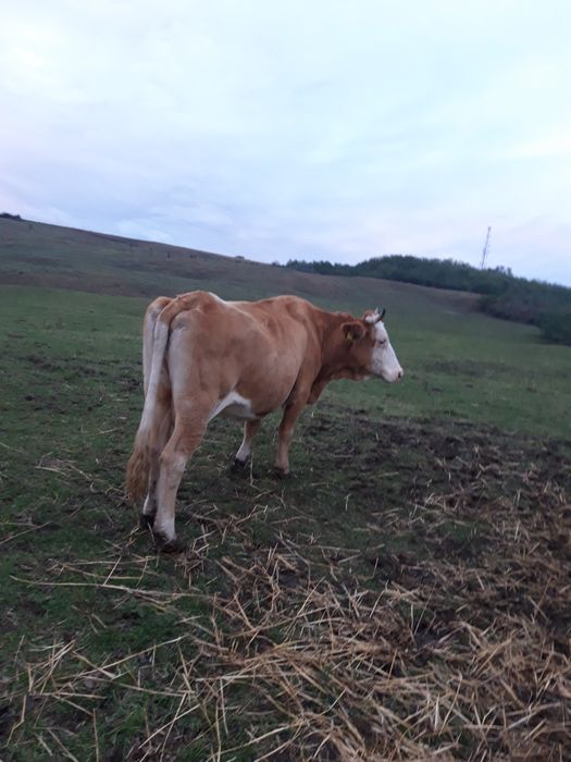 Vaca  de  vanzare