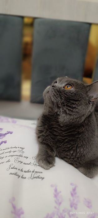 Britanskiy strayt 1.8 oylik oʻgʻil bolA