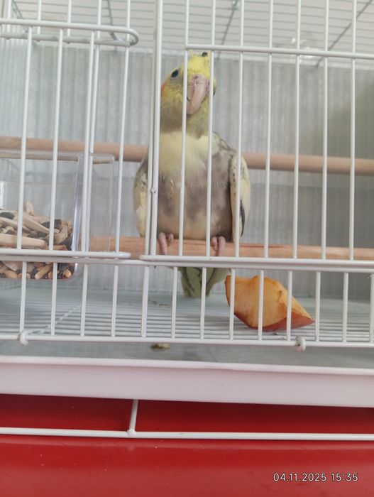 Корелла попугай клеткасымен.