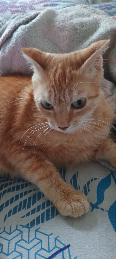 Отдам вислоухую рыжую кошку
