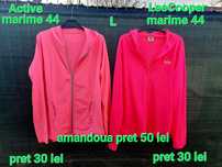 Hanorace dama  L