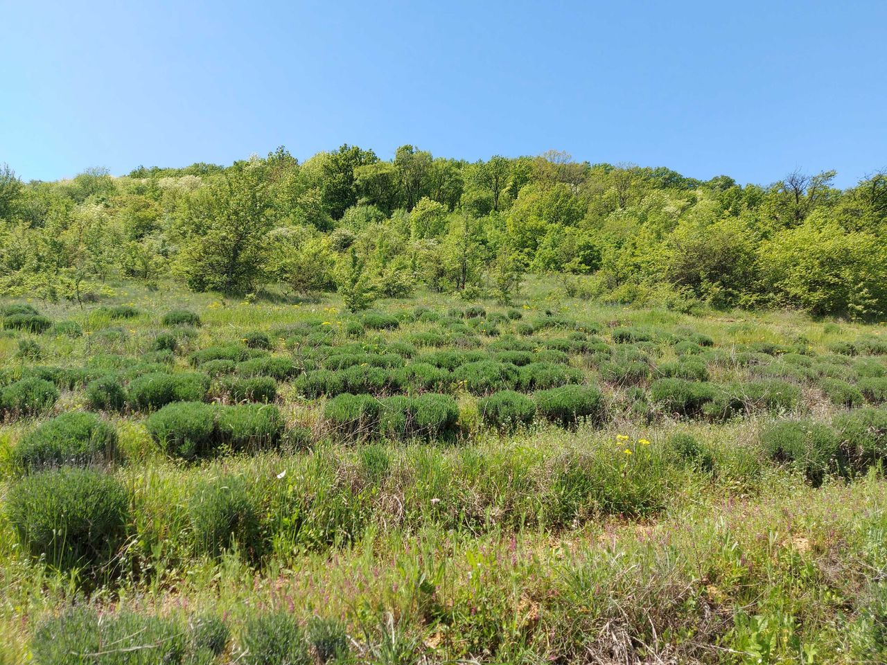Продава се Парцел в с. Малка Верея, Област Стара Загора - 8537 кв.м за 8 €/кв.м - Снимка #8
