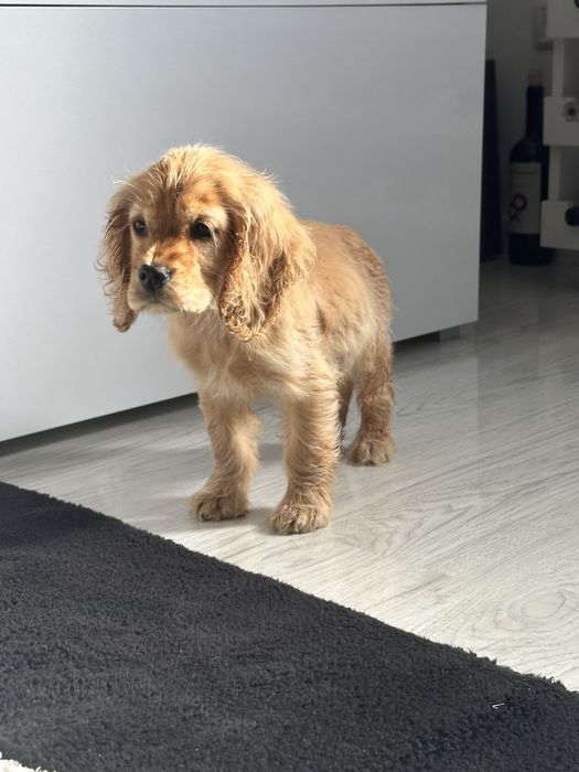 Cocker Spaniel – 2 luni, 2 vaccinuri, 2 deparazitări