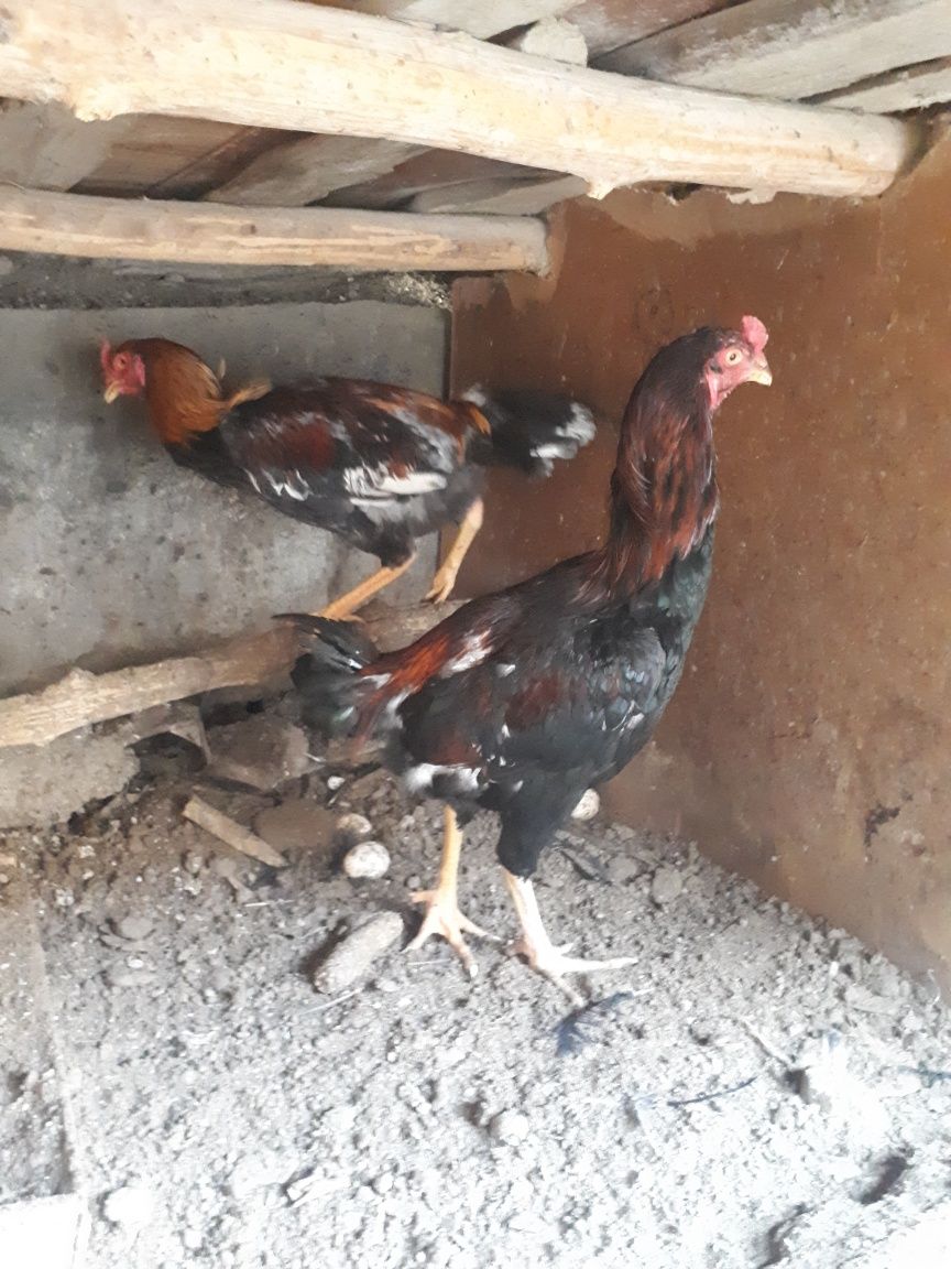 Dakan xuro'z sotiladi