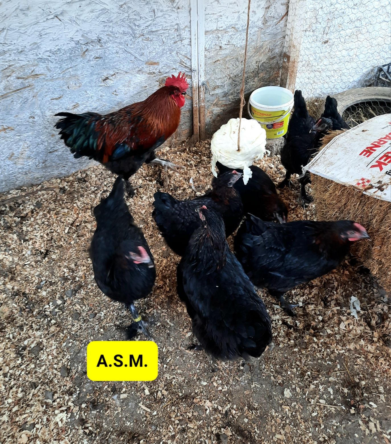 Preiau comenzi pt pui din rasa Australorp Negru și Marans