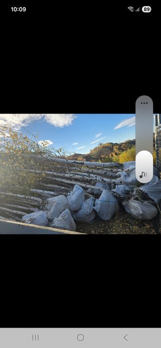 Vând plante ornametale spirale