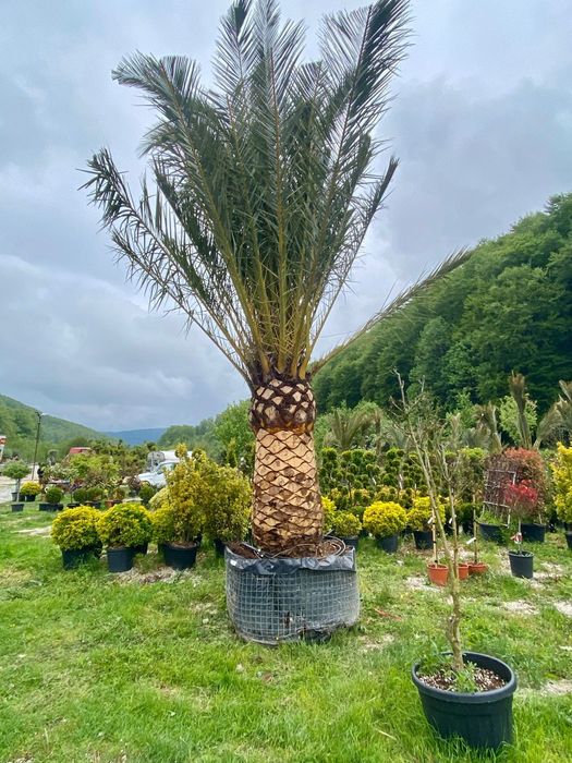 Pheonix Canariensis , Palmier Exotic