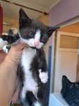 Pisicute spre adoptie
