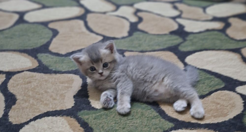 Кошки Скоттиш Страйт