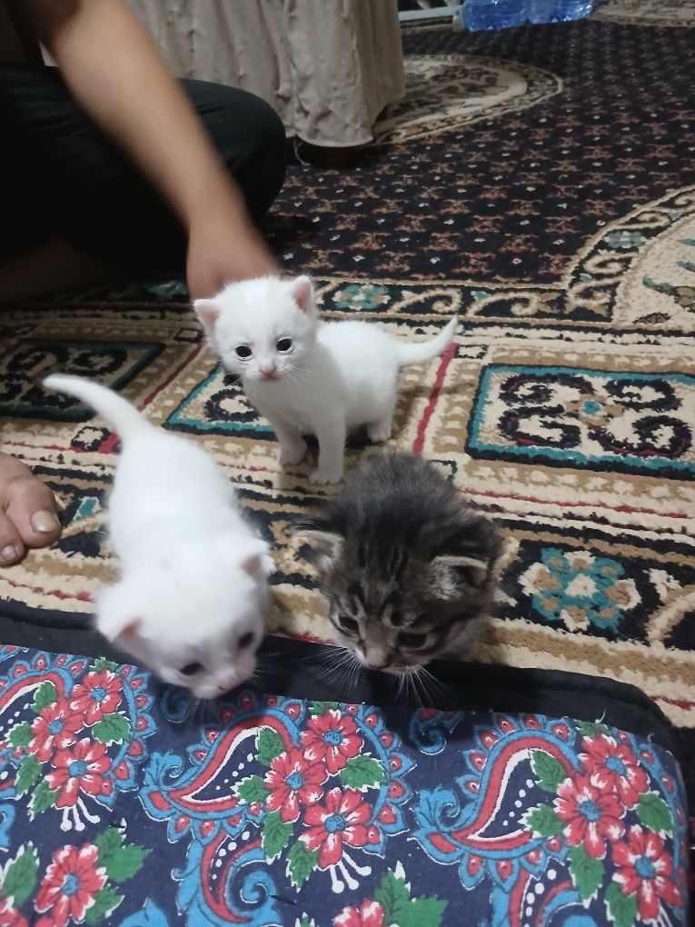 Mushuk bolalari oppok rangda