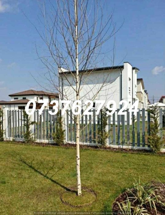 Mesteacăn, Carpen, Arțar | Transport Național GRATUIT