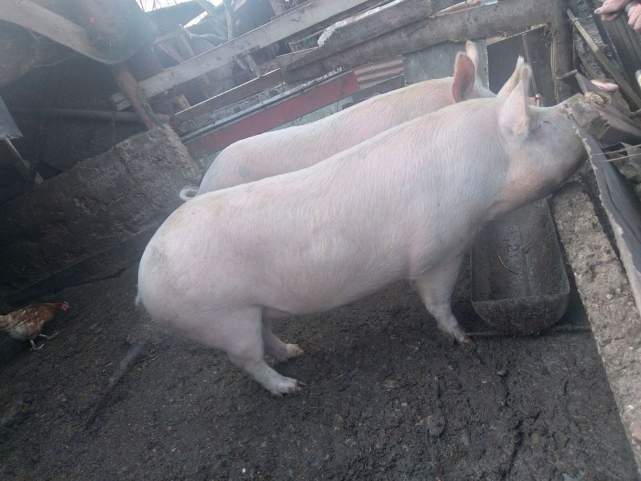 Продавам прасета