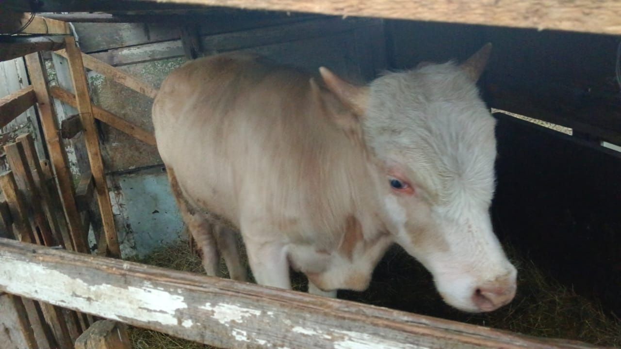 продам бычка 1,5 года возможен торг