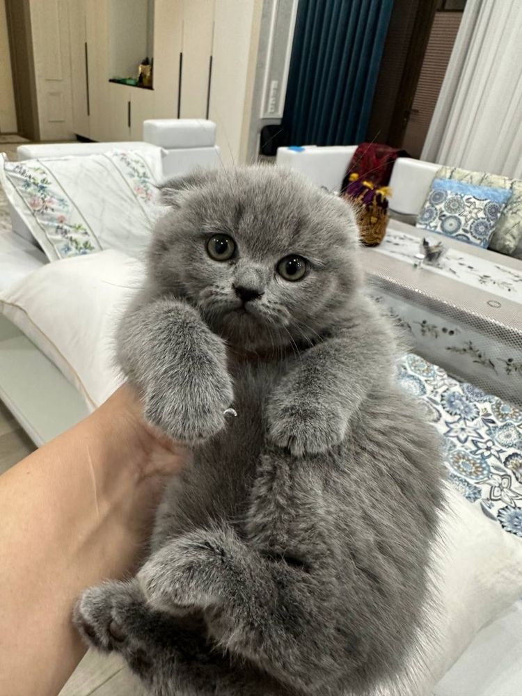 Тедди Элитте фолдики Чистокровные