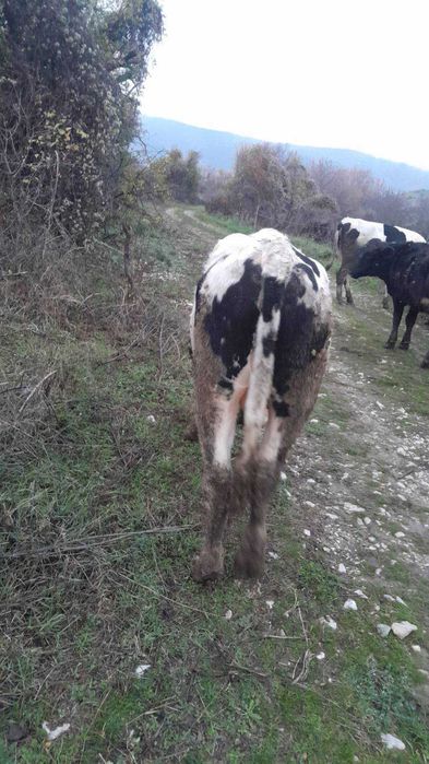 Продавам угоени телeта