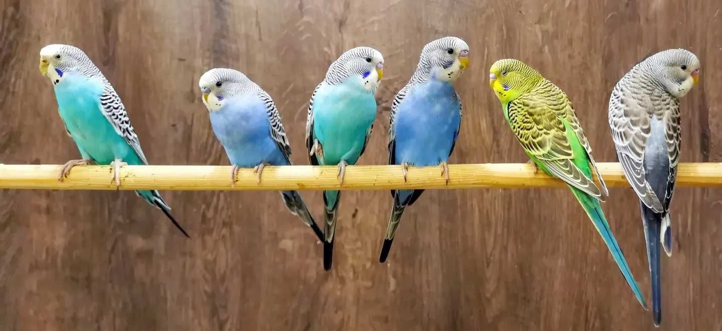 волнистые попугаи домашние
