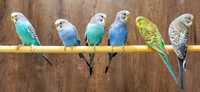 волнистые попугаи домашние