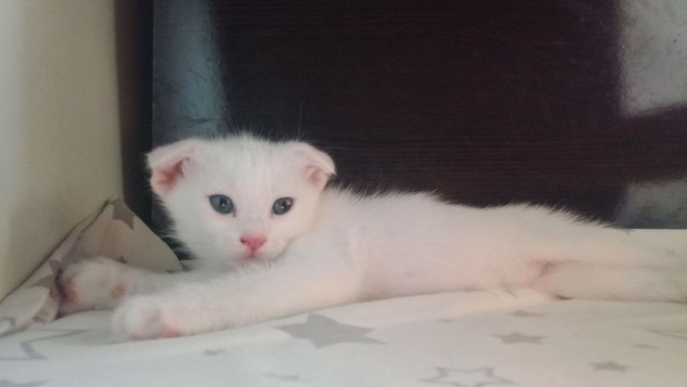 Скоттиш Фолд Scottish Fold
