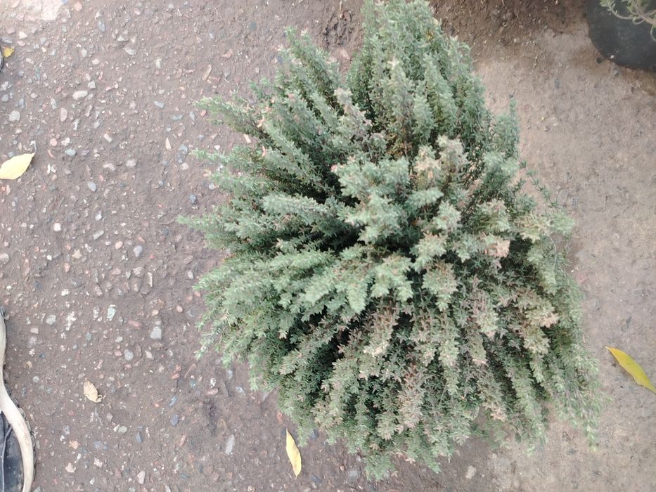 Santalna ciburek limoni timyan