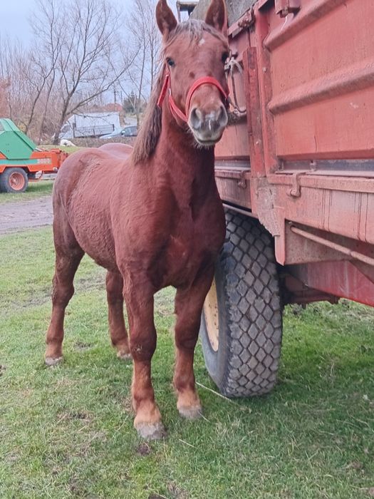 Vad manz smigreu de un an