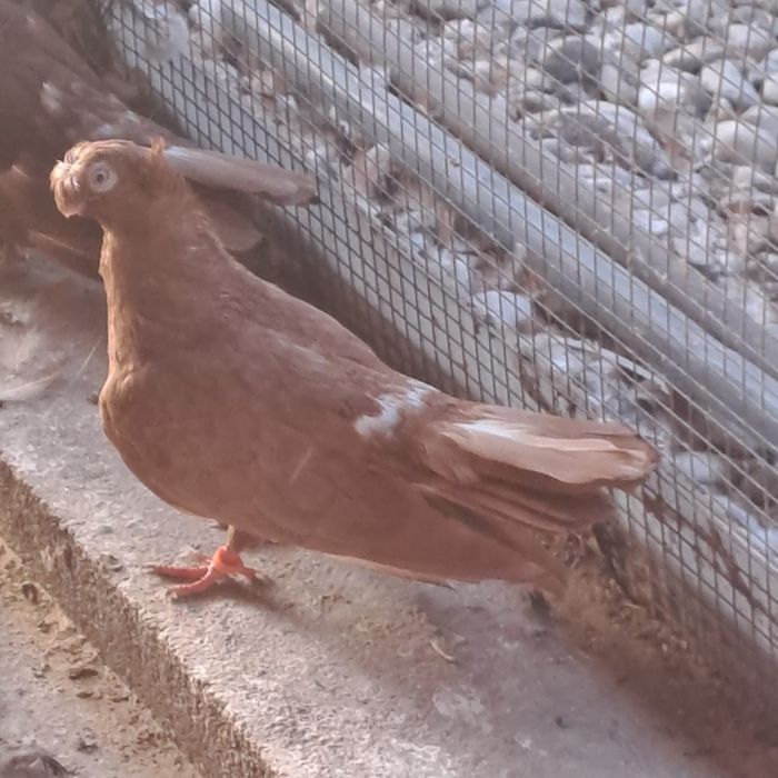 Porumbei jucători de călărași