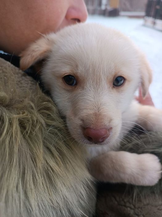 Дарим щенков в надежные руки (1 мальчик и 2 дев.)-возраст около 2мес.