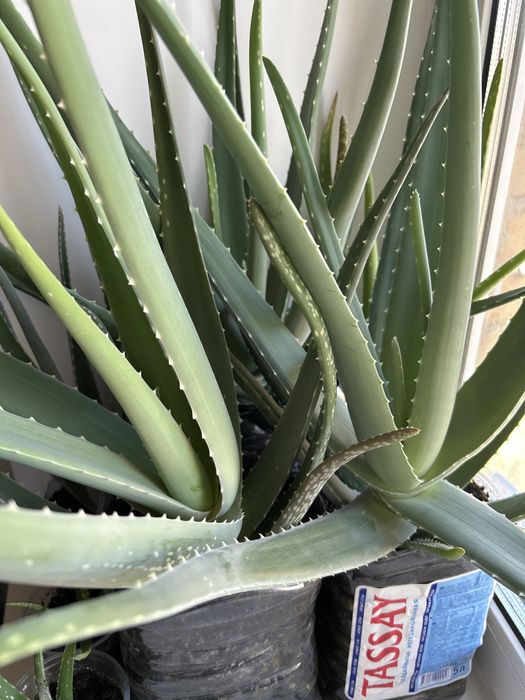 Золотой УС  и Алоэ Вера лечебное растение должен быть в каждом доме.