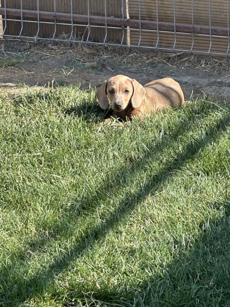 Teckel terrier fetita