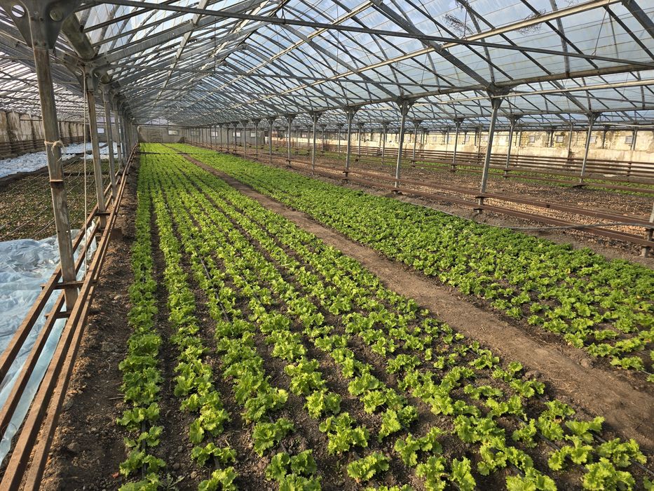 Услуги по выращиванию цветов и озеленению территорий!