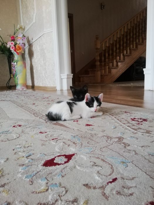 Отдам котят в дрбрые руки