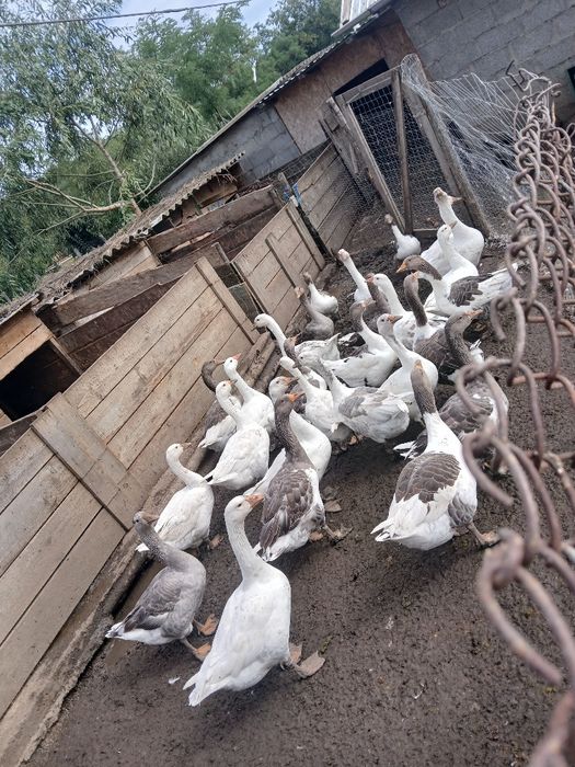 Vând Gâște tinere