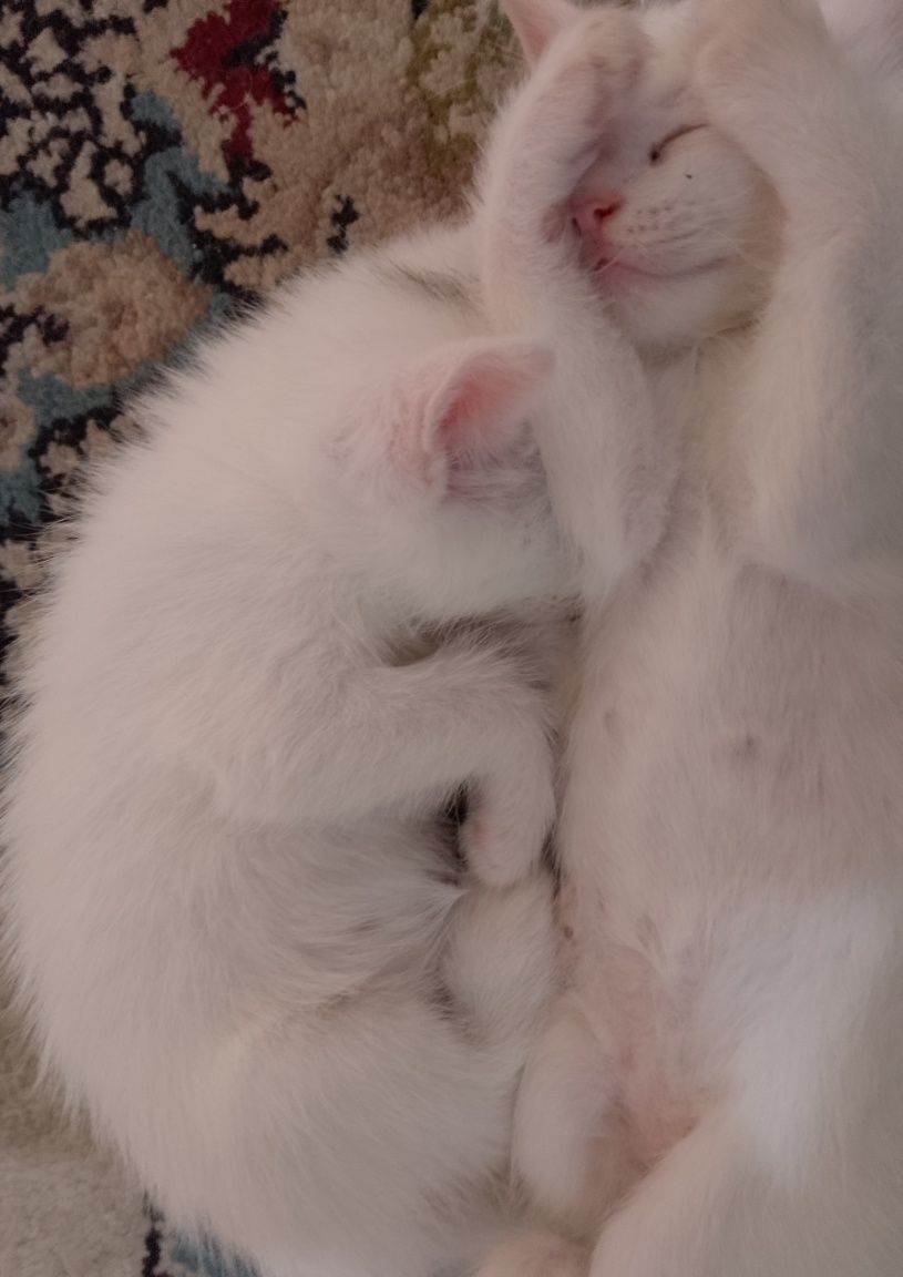 Sotiladi Oq mushukcha