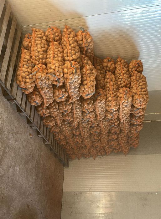 Cartofi consum si samanta