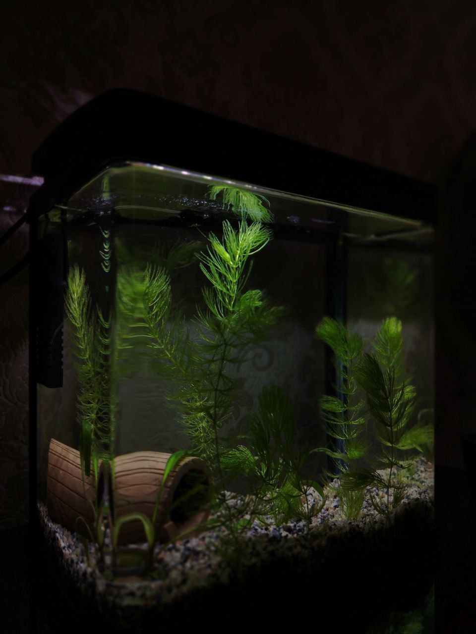 Zavod xitoy akvarium