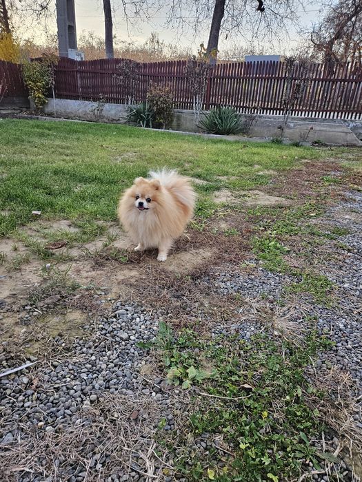 Pomeranian Mascul