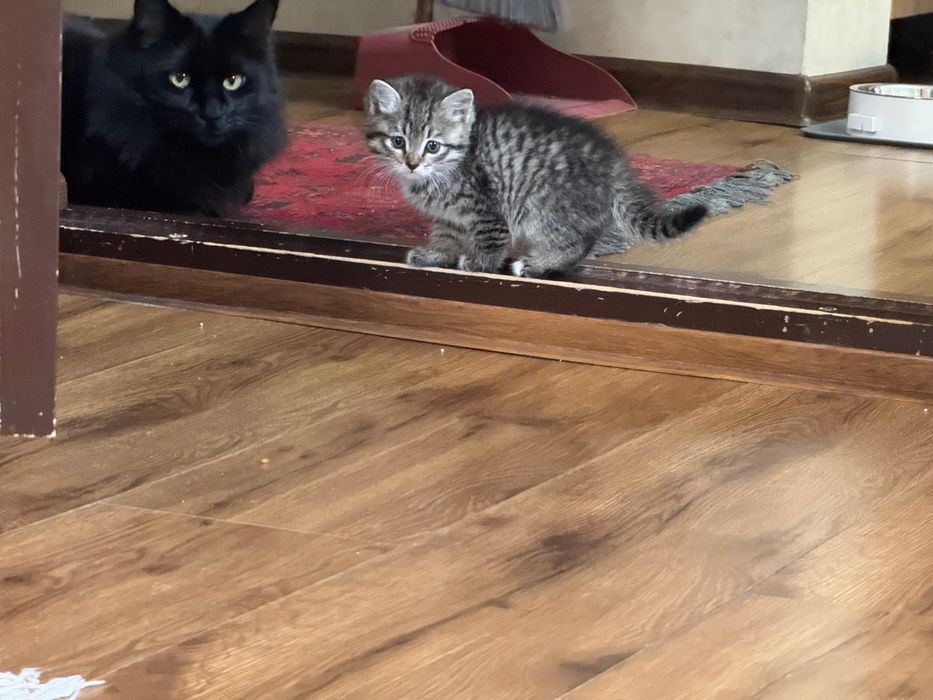 Пристраиваются котята, 1 месяц.