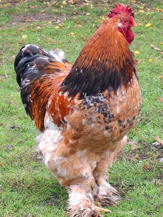 Cocos cochinchina uriaș