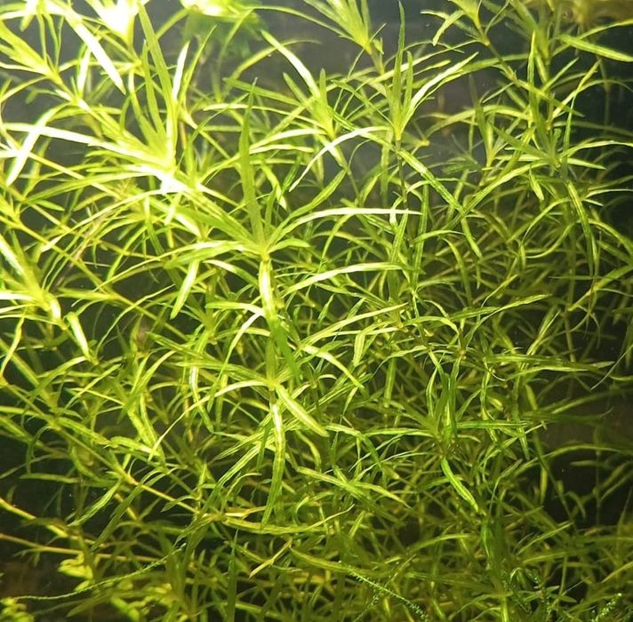 Planta acvariu Guppy grass- Najas guadalupensis