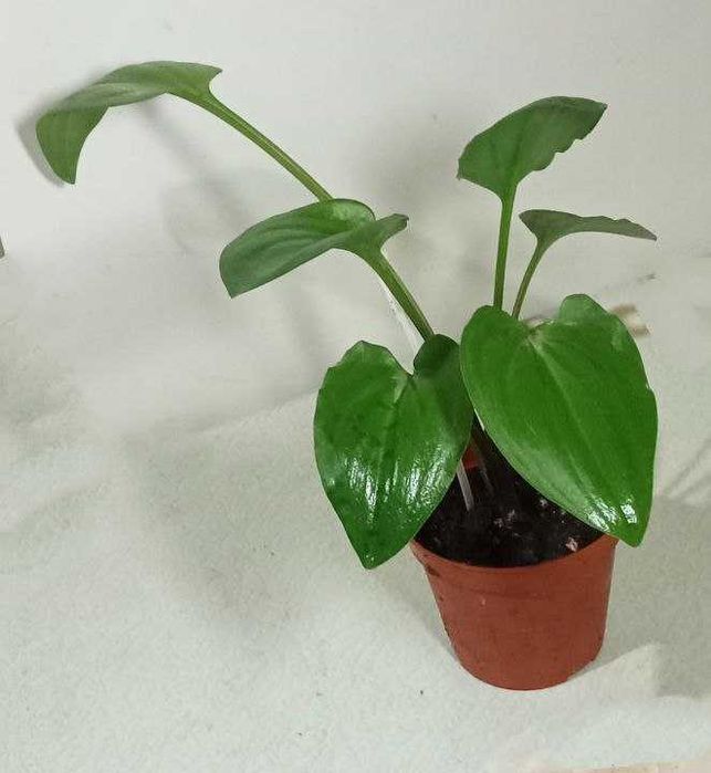 Продам Дримиопсис