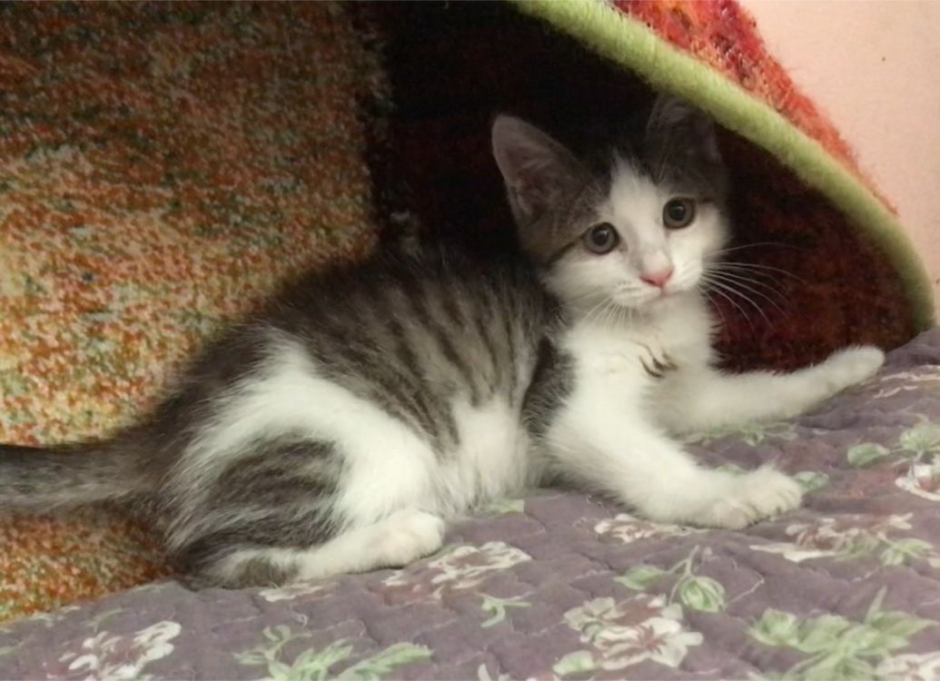 Котенок ищет семью и дом