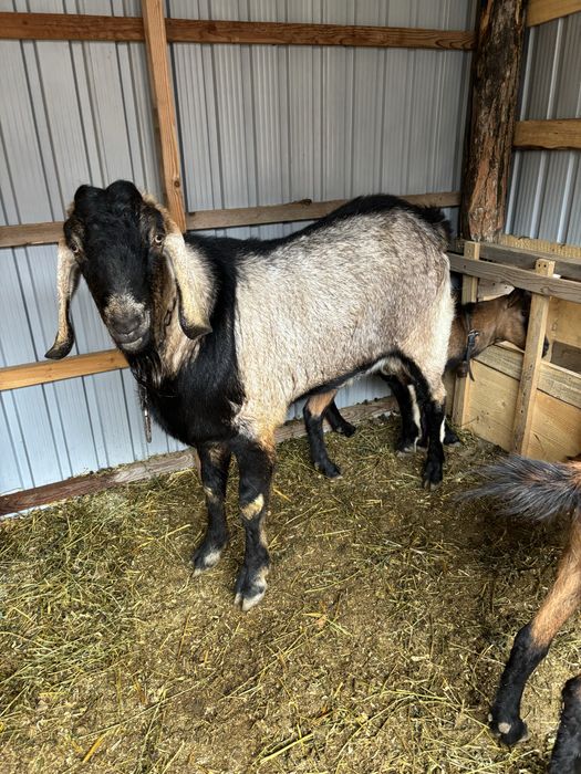 Tap disponibil pentru montă