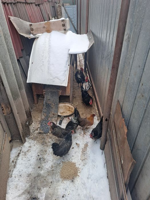 Găini pitice de anul trecut 5găini pitice și un cocoș