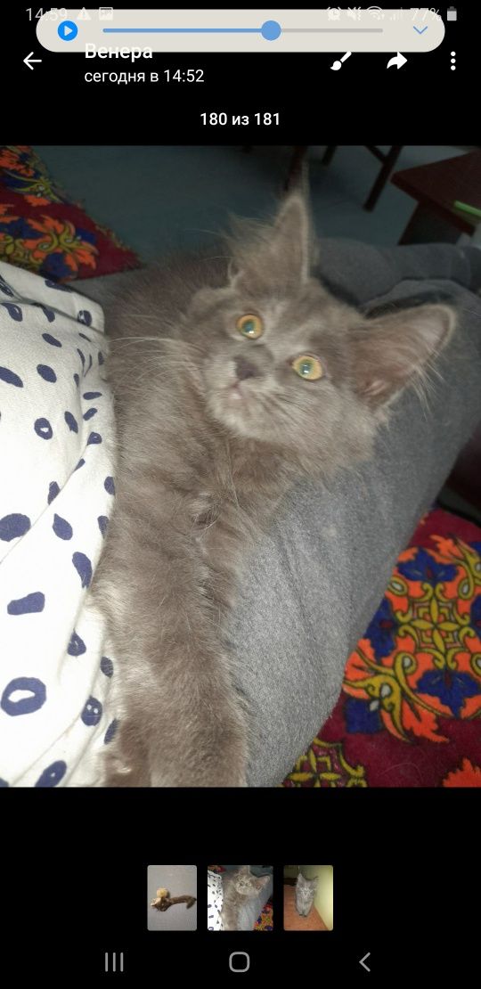 Котик 4 месяцев.