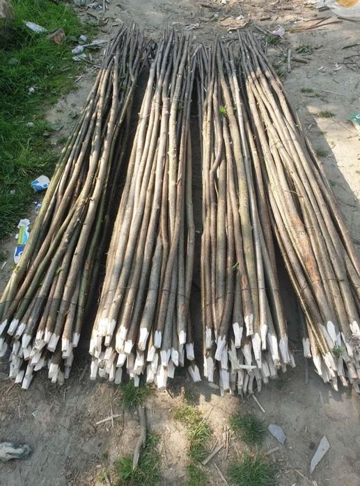 Araci de alun  de vânzare