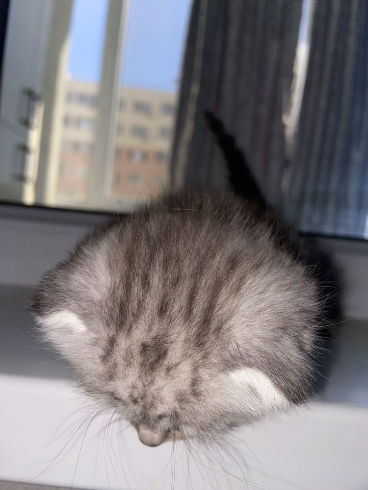 Котенок вислоухий