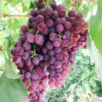 Vita de vie nobila ( Roze )