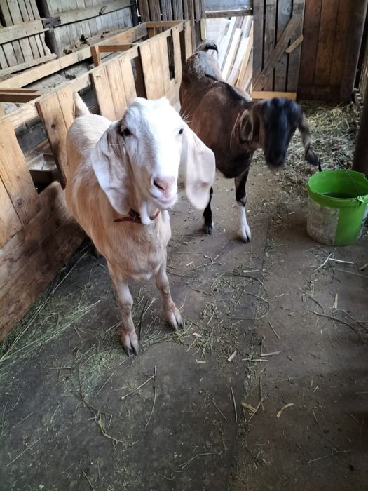 capre rasa anglonubiana