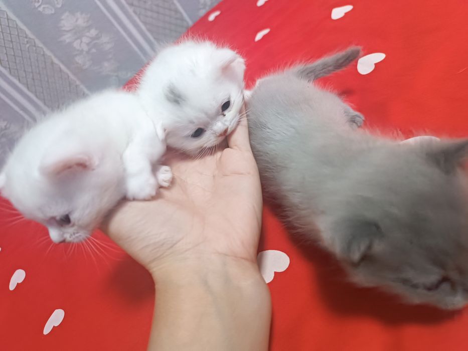 Продается котята скотч фолд