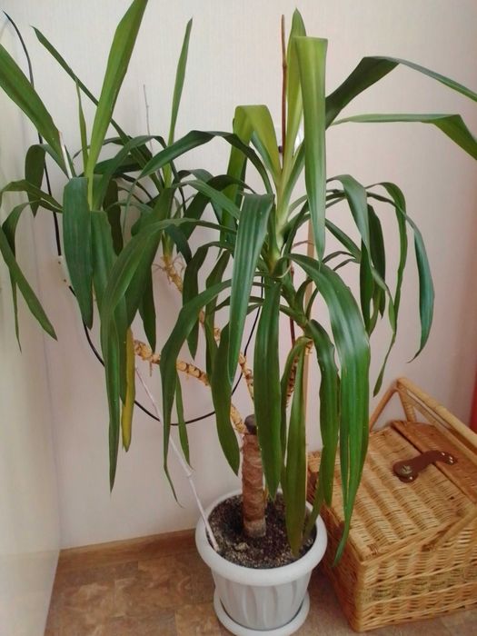 Комнатные растения продам