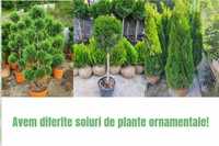 Plante ornamentale la pret bun 
De producator livrez oriunde în țara